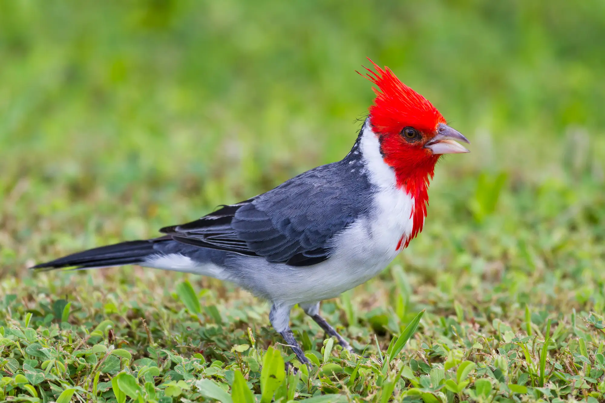 Exploring Diamond Head's Wildlife