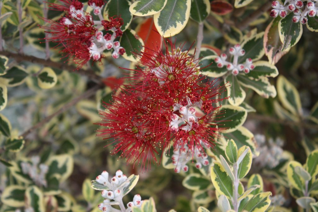 ohia lehua tree