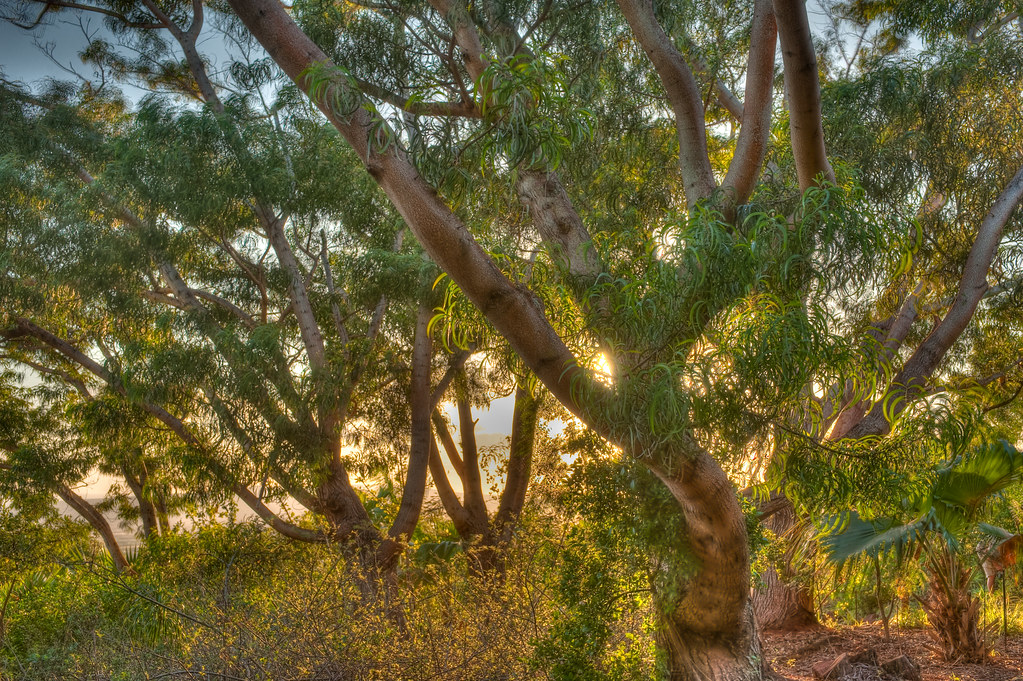 Koa Tree