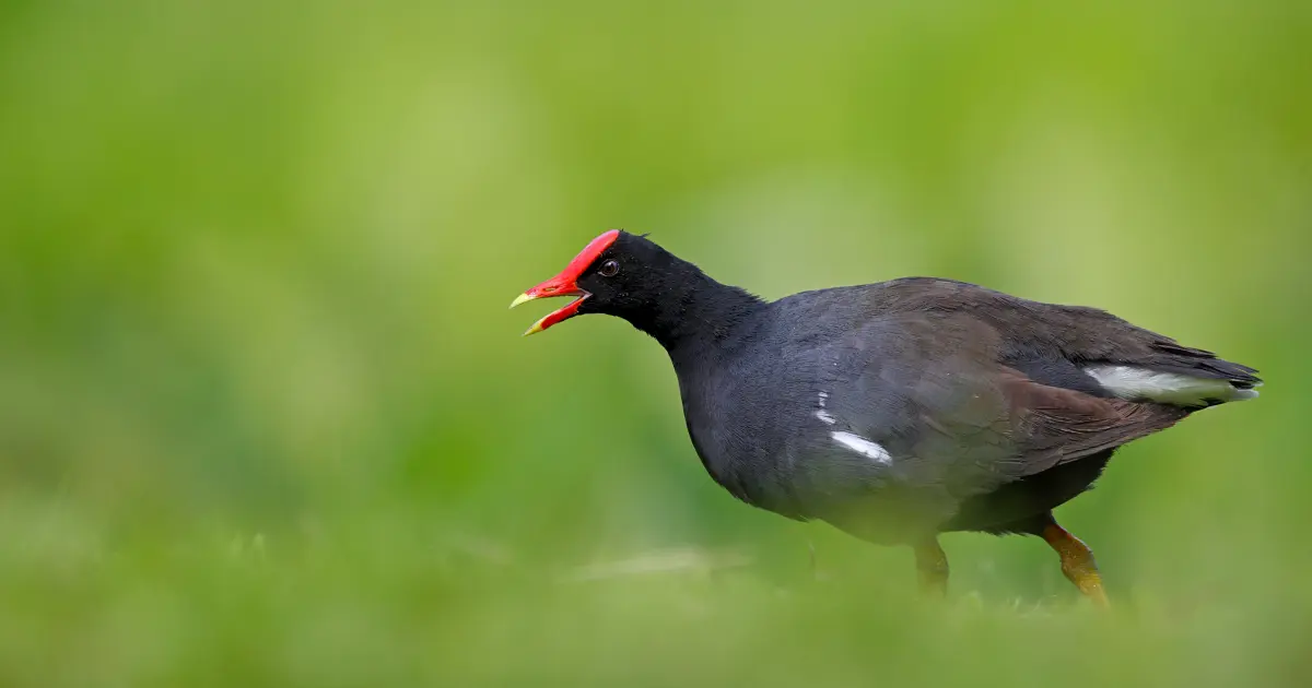 Wildlife in Iao Valley State Park